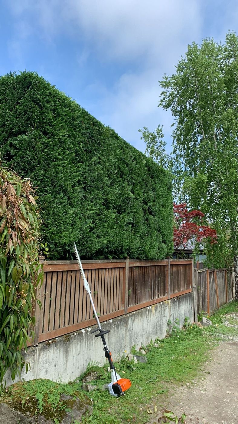 Tall cedar hedge freshly trimmed flat above a wood fence