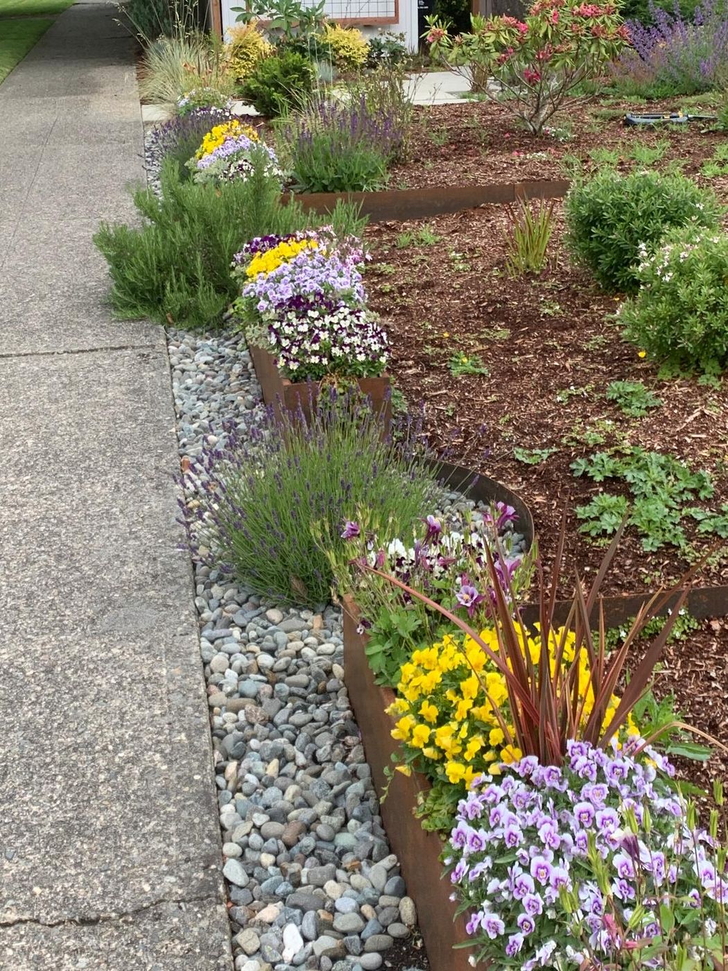 Planted beds of pansies and lavender beside a river-rock border and sidewalk