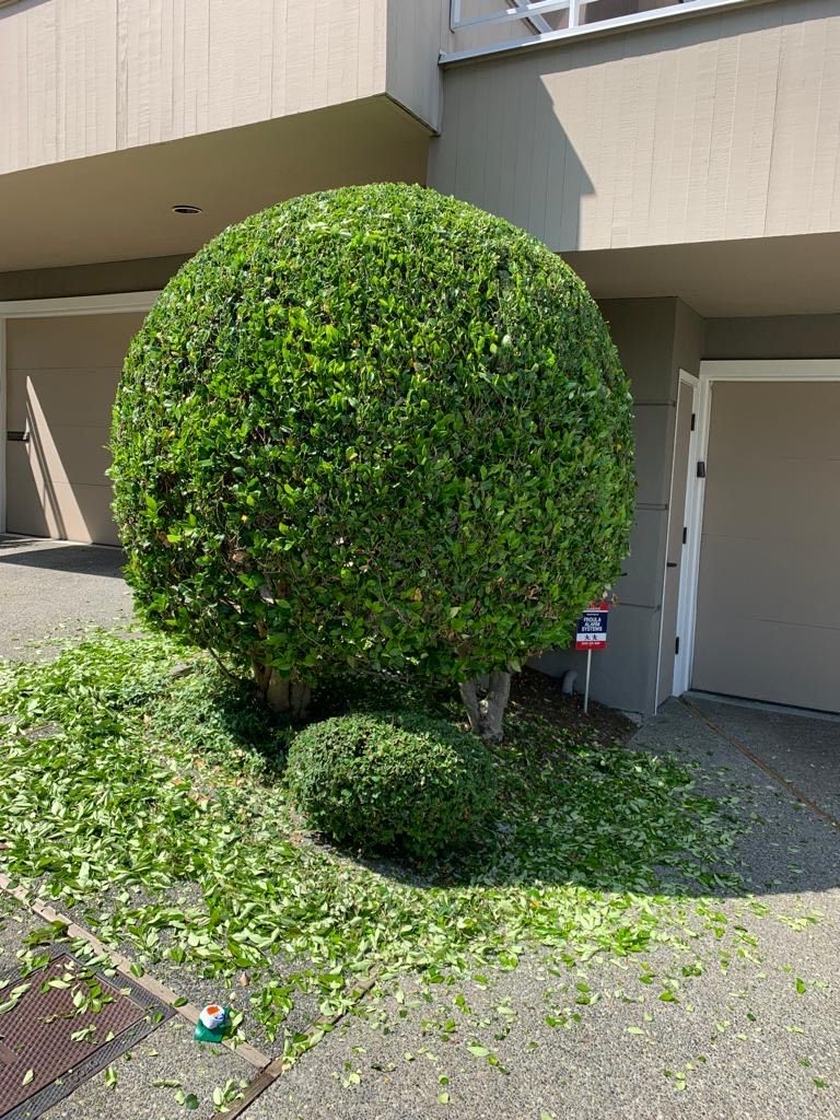 Freshly sheared ball-shaped shrub beside a garage