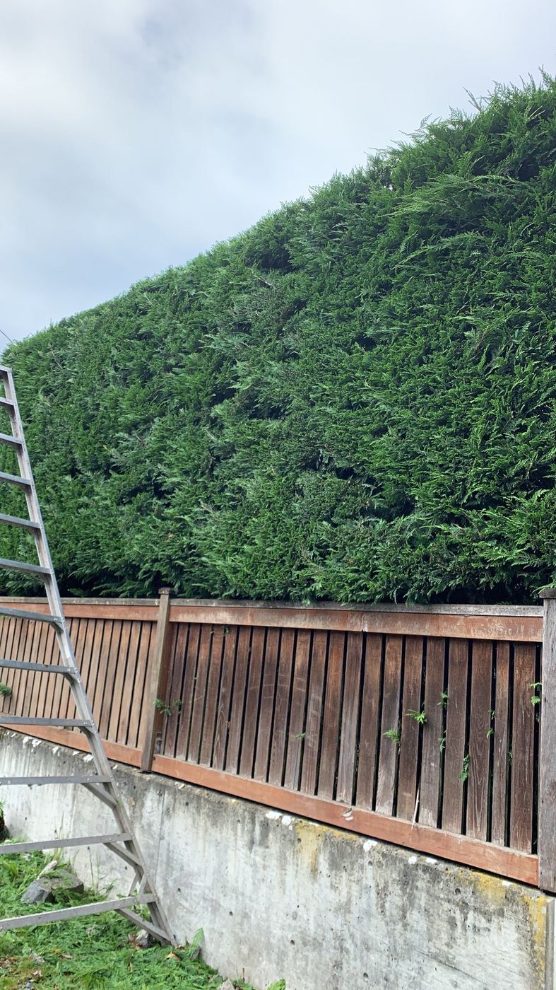 Tall hedge being trimmed with a ladder against the fence
